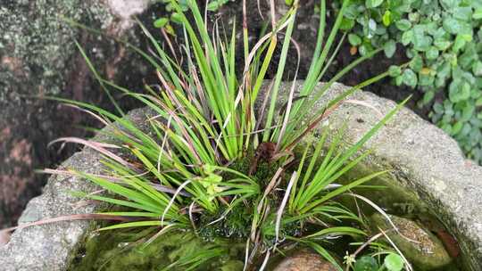 绿色水生植物和小昆虫