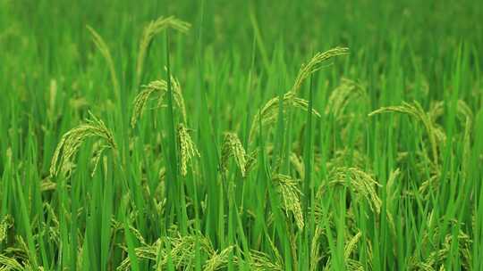 农村稻田水稻生长稻穗 绿色水稻慢镜头特写视频素材模板下载