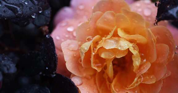 下雨天挂着雨滴的月季花特写