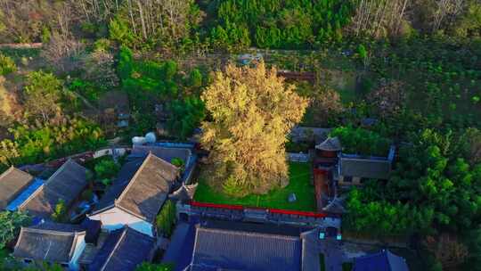 西安古观音禅寺千年银杏树