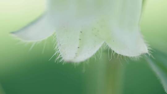 铃兰花植物微距特写画面