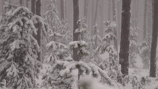 大自然冬天下雪的树林树木