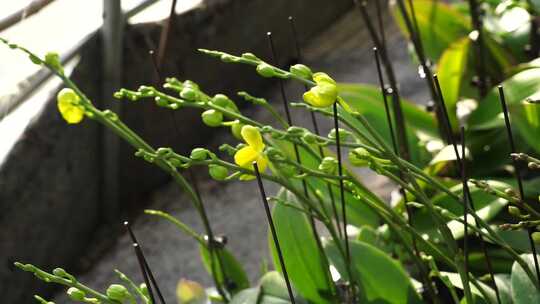 蝴蝶兰 兰花 花朵 观赏花 卉漂亮的花朵