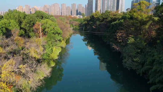 城市中绿树环绕的河流风景