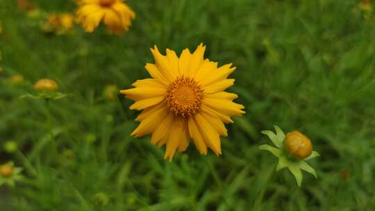 城市公园鲜花种植植物实拍