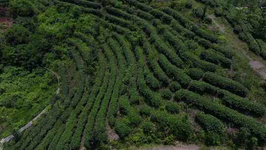 茶叶茶山新茶嫩芽茶园