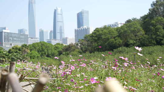 秋英波斯菊大波斯菊格桑花格桑梅朵