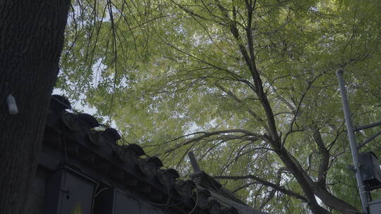 北京秋天街道 秋天胡同视频素材模板下载