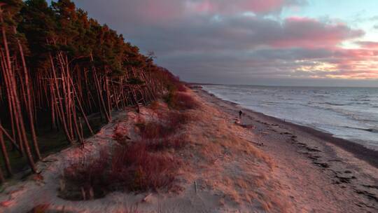 海滩上被夕阳染成红色的茂密森林边缘