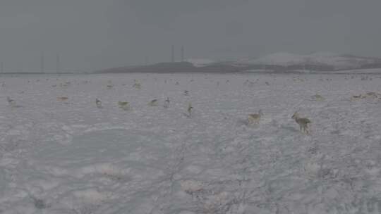 冬季雪地来了野生动物黄羊