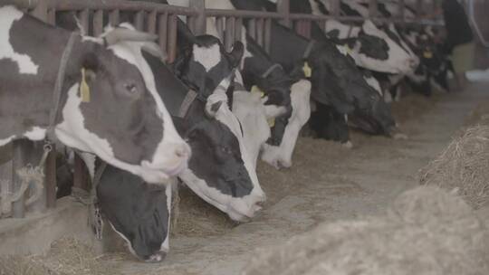 养牛场挤牛奶LOG视频素材