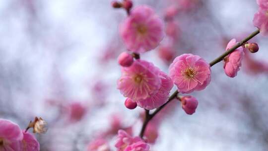 粉色梅花枝头绽放的特写画面