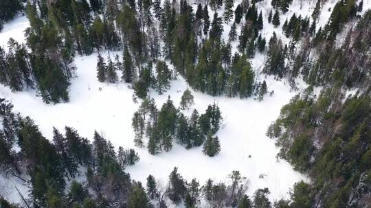 松树被雪冻住了