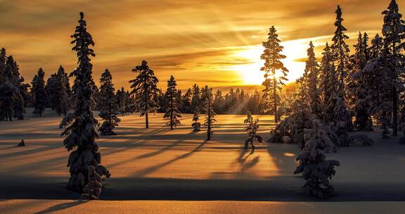 唯美日出日落 阳光照射在积雪覆盖的森林