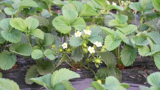 草莓园 农田 农业作物 水果 绿色植物 温室