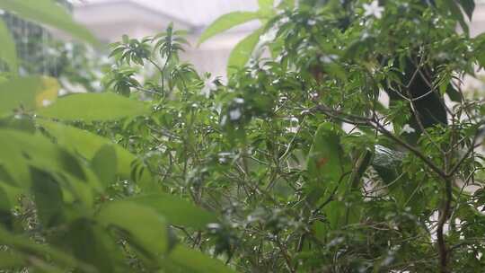 雨天的植物