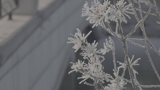 中国华北东北冬季春节新年树叶雾凇冰下雪
