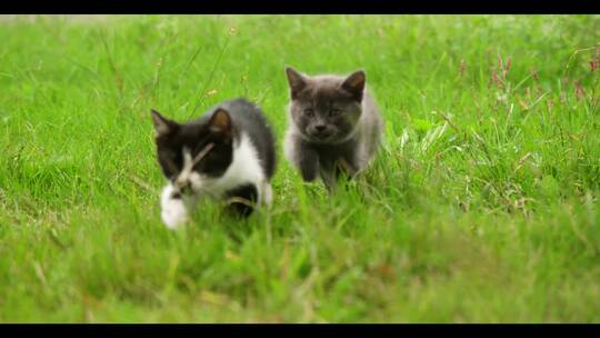 可爱小猫猫咪在草地田地家里玩耍撸猫养猫