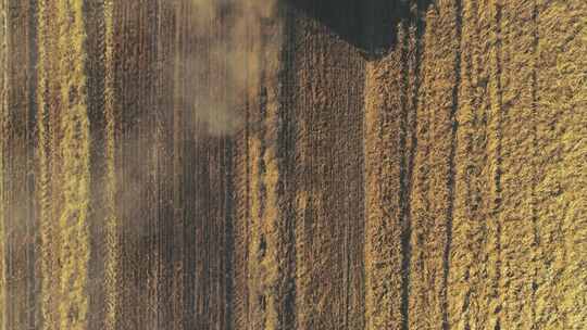现代联合收割机在田间收割小麦的鸟瞰图。直接在联合收割机上方飞行。