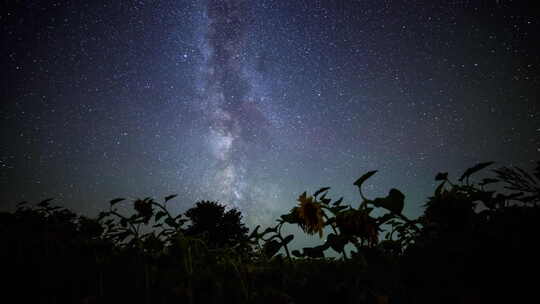 向日葵中的夜空银河星系