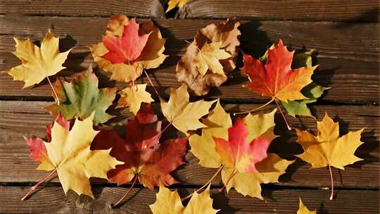 秋分节气多彩落叶唯美秋天背景视频