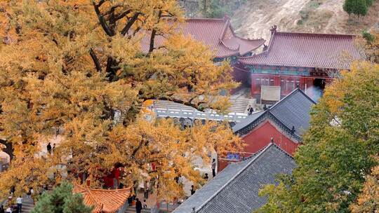 航拍平顶山文殊寺银杏