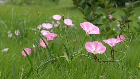 夏季里绿色草地上盛开的粉红色美丽的牵牛花