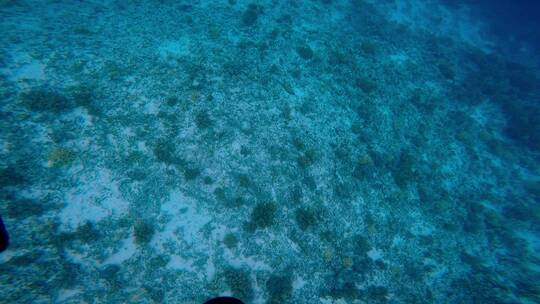 巴厘岛浮潜