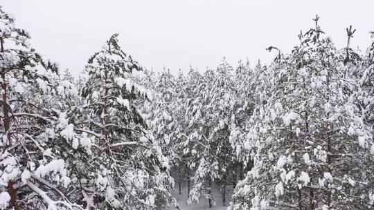 白雪覆盖的森林