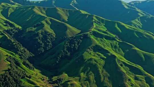 夏天的草原森林美景