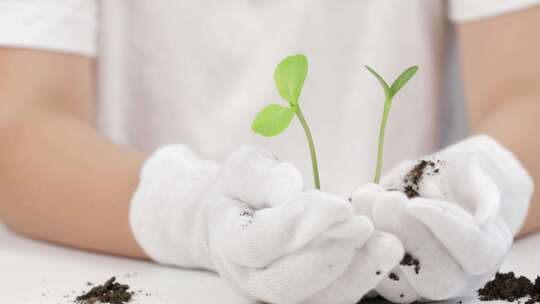 土壤 幼苗 植物