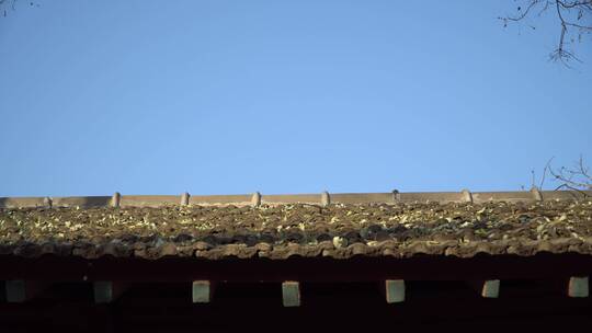北京胡同鸽子飞