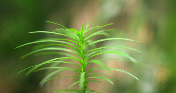 大自然  春天  夏天 植物 绿色