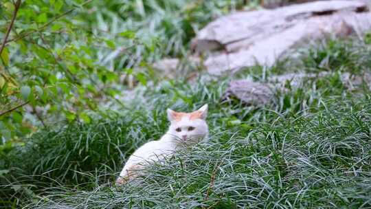 流浪猫野猫小猫猫咪爱宠人士