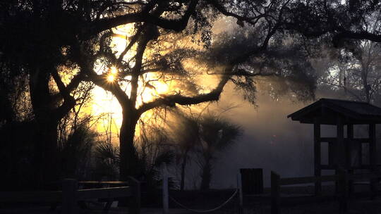 太阳从佛罗里达大沼泽地的雾中升起