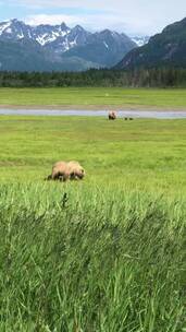 草原上吃草的棕熊