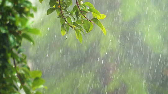 雨水树叶