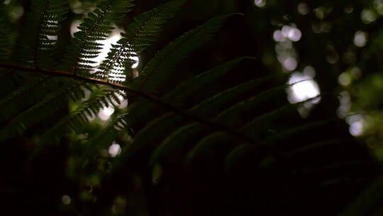 夏天阳光树叶唯美空镜头意境植物