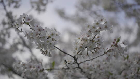 樱花花开春天