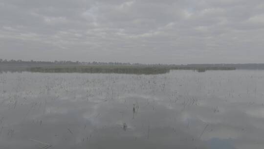 美丽中国-生态湿地湿地鸟群视频素材模板下载