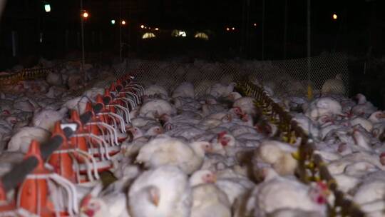 养鸡场饲养白羽鸡环境 (8)视频素材模板下载