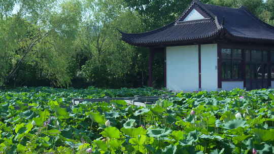 武汉武昌区沙湖公园月榭