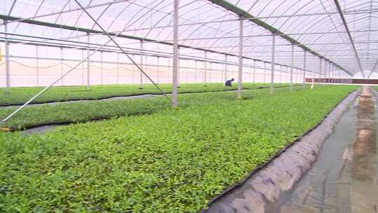  农业大棚 种植 农业 绿色生态 蔬菜