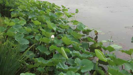 农业种植夏日植物荷花荷叶莲藕实拍