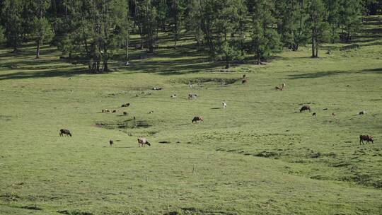 航拍新疆草原天然牧场牛群