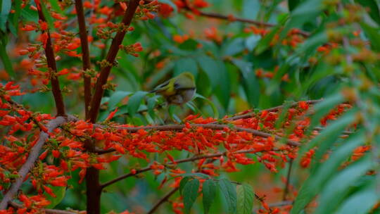 绣眼鸟 小鸟停在树枝上 采花 吃花蜜