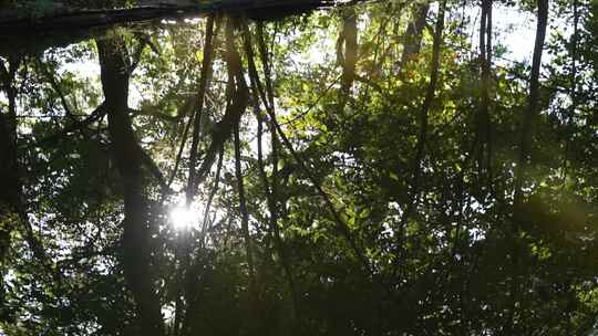 森林丁达尔逆光森林雾气云雾森林树林光影