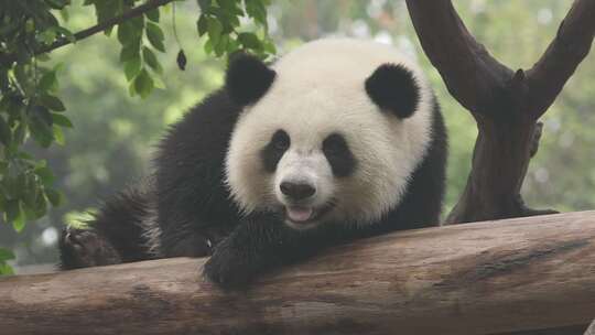 大熊猫视频素材模板下载