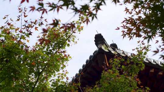 古建筑旁的枫树景致