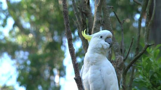白鹦鹉站在树上视频素材模板下载